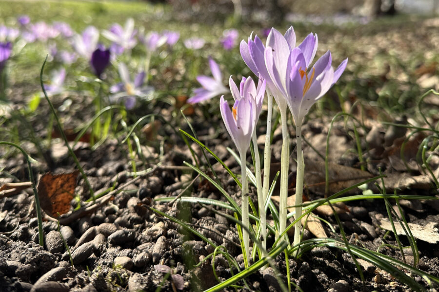 Hurra – die ersten Krokusse